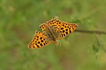 Kleiner Perlmutterfalter (Issoria lathonia).