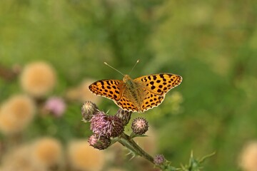 Kleiner Perlmutterfalter (Issoria lathonia).