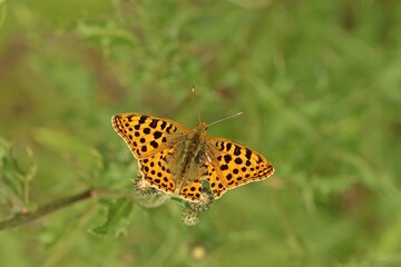 Kleiner Perlmutterfalter (Issoria lathonia).