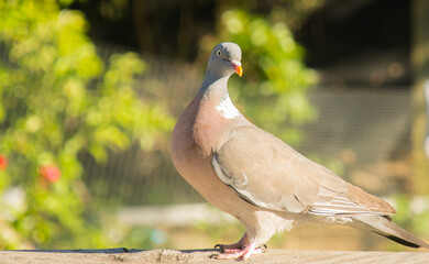 Dove perched on the roof of a London House.