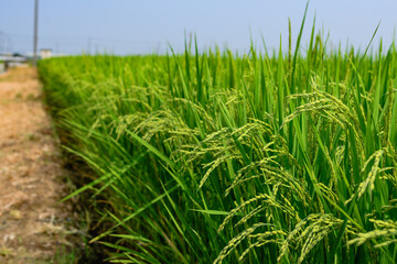 緑の稲穂