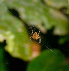 Along came a spider, strumming her web.