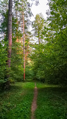 a path in a dense green summer forest