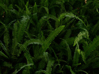 green fern leaves nature background