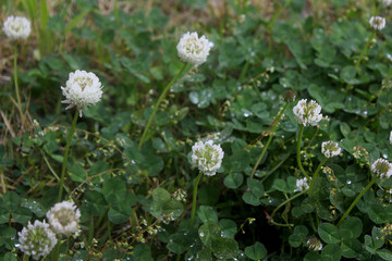  Clover flowers on nature background