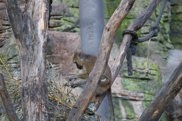 tiere