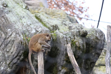 tiere