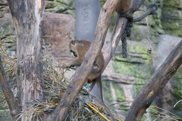 tiere