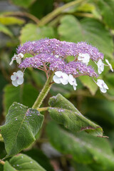 Hydrangea aspera Samthortensie Blüte