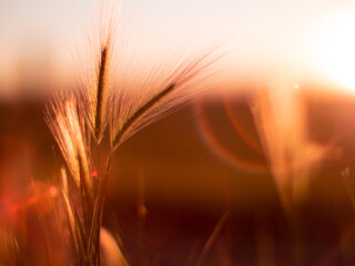 golden wheat field at sunset