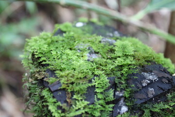 green moss on the ground