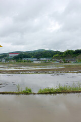 Rice paddies full of water on countryside background