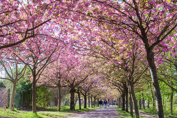 Naklejka premium Ciliegi, natura e colori in primavera, strada sporca in mezzo al bosco e fiori di ciliegio