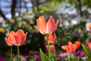 Orange tulip flowers lit by sunlight in garden.