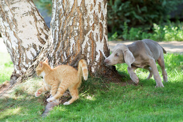 A small dog of the Weimaraner breed plays with a little cute red kitten