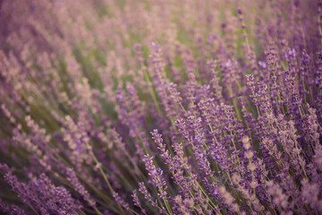 Naklejka na ściany i meble violet lavender flowers closeup at summer garden sunset