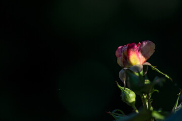 Bl&uuml;tentr&auml;ume