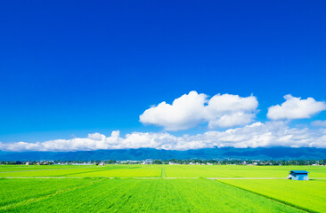 Obraz premium 夏の信州 安曇野の田園風景