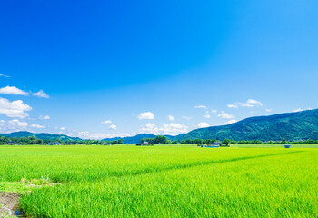 夏の信州　安曇野の田園風景