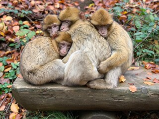 Obraz premium Affenfamilie