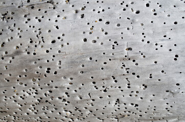 Tree with holes and grit in them on the beach close