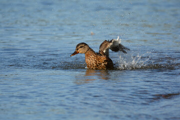 Female Mallard Duck splashing in lake
