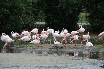 Naklejka premium pelican