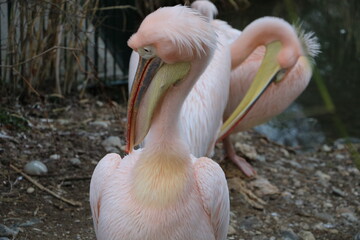 pelican
