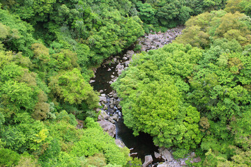 Fototapeta premium The high angle forest at Cheonjeyeon Falls. jeju island . korea.
