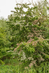 A thriving Crataegus monogyna and Crataegus laevigata stand against each other and seem to be a single tree blooms with white flowers the other with pink flowers