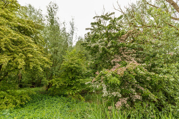 A thriving Crataegus monogyna and Crataegus laevigata stand against each other and seem to be a single tree blooms with white flowers the other with pink flowers