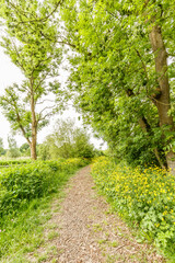 Unpaved footpath with shredded branches along river Kromme Aar with roadsides full of buttercups, Ranunculus acris, old mouldering trunk  white willow, Salix alba, with high-quality  ecological value