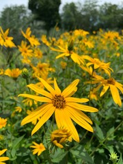 Jerusalem artichoke flower or Helianthus tuberosus blossom in the garden.
