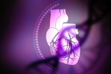2d illustration  Anatomy of Human Heart 
