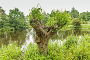 Old willow trees are apart from typical Dutch landscape elements also examples of sustainable...