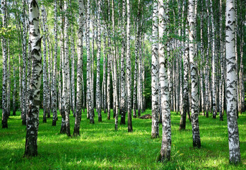Trunks of birch trees in the evening sun in a summer park - 370555806