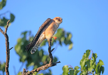 Young red-footed falcon photographed close-up in soft evening light in a variety of poses on dry tree branches