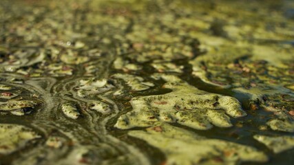 Green bubbly summer texture sunshine