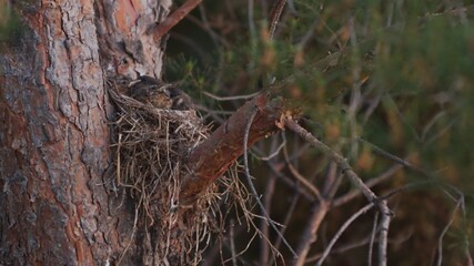 Baby Robins in nest