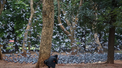 A man trying to capture Enormous flocks of pigeons 