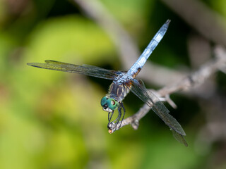 Blue Dasher (Pachydiplax longipennis)