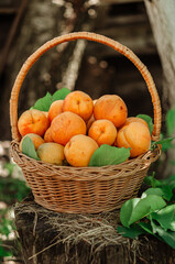 Basket with large ripe apricots on a hemp in the garden. Rural lifestyle. Self-grown natural products.