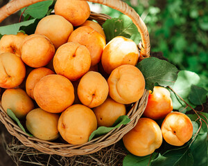 Basket with large ripe apricots on a hemp in the garden. Rural lifestyle. Self-grown natural products.