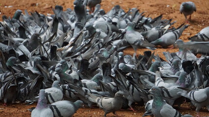 Congestion of Pigeons for food 
