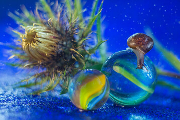 A snail sits on a glass ball. In the background is a thorn flower.