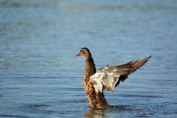 Female Mallard duck with wings spread on lake