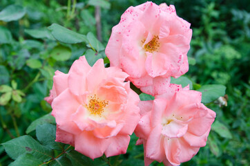Three buds of a garden rose of pink color on a background of green foliage
