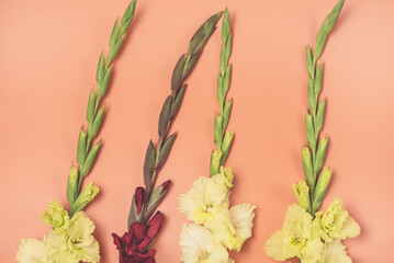 Fototapeta premium Background of Beautiful Yellow and Red Gladioluses on Orange Background Pattern of Gladioli Holiday Greeting Card Flat Lay Top View Horizontal
