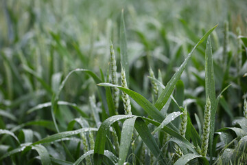 Grass after the rain. Green wheat spikelets with dewdrops on a field in summer. Cereal crops. Agro-industrial complex. High quality photo