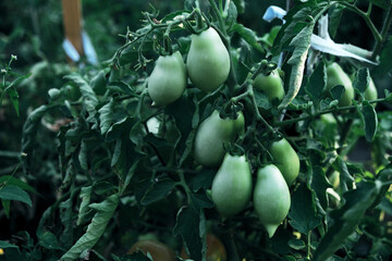 Unripe green tomatoes grow in the garden bed.